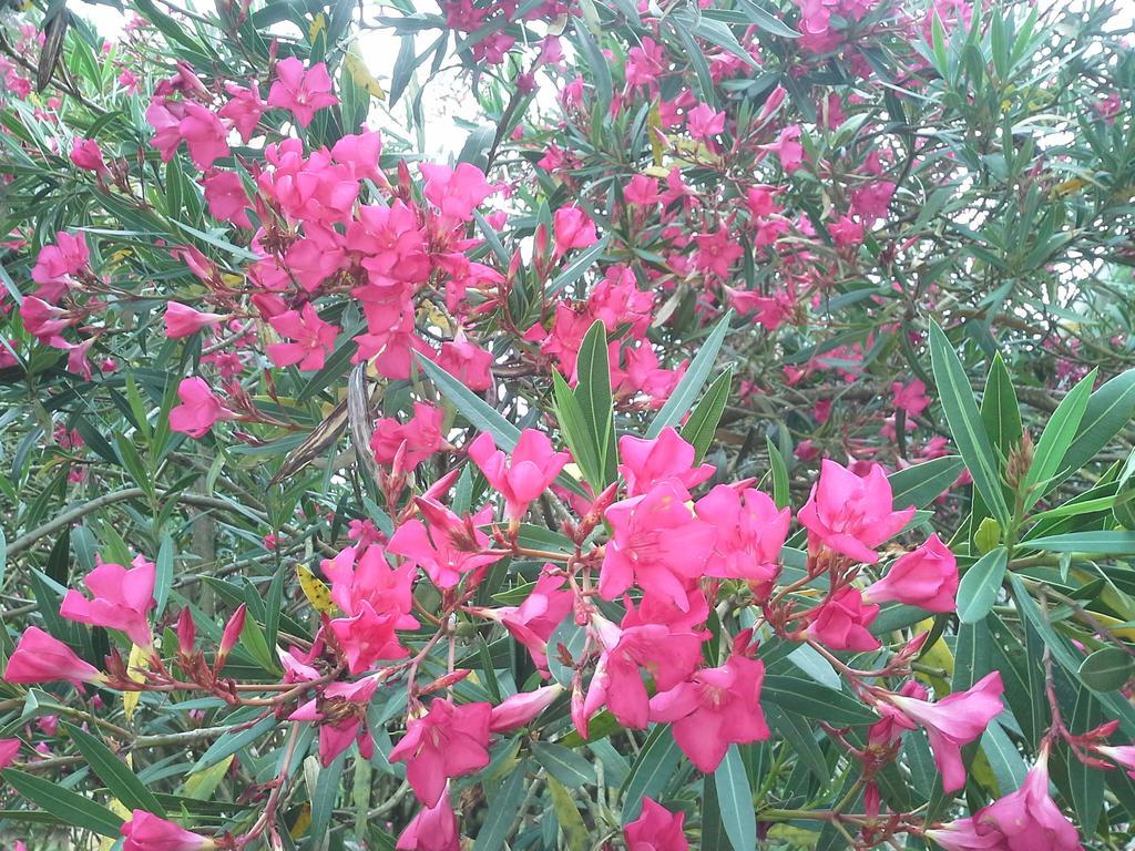 Maison D'Hotes Brameloup Jardin Ovale Coudures المظهر الخارجي الصورة